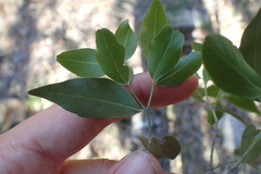 Pleurostylia capensis
