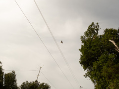 Psarocolius montezuma