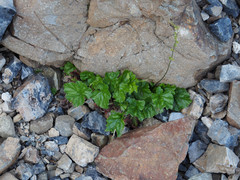 Pectiantia pentandra