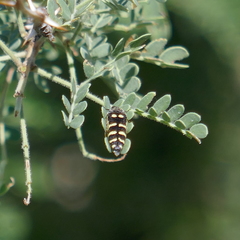 Acmaeodera alicia