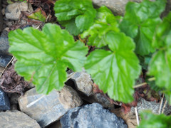 Pectiantia pentandra