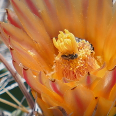 Macrotera