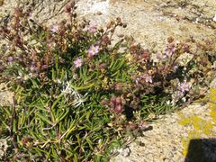 Spergularia rupicola