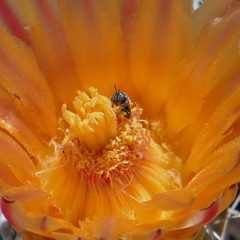Macrotera