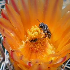 Lithurgopsis echinocacti