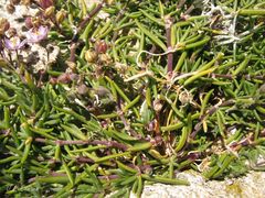 Spergularia rupicola