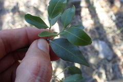 Pleurostylia capensis
