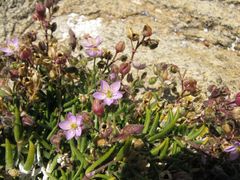 Spergularia rupicola