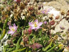 Spergularia rupicola