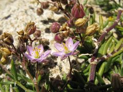 Spergularia rupicola