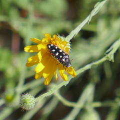 Acmaeodera gibbula