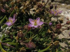 Spergularia rupicola