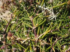 Spergularia rupicola
