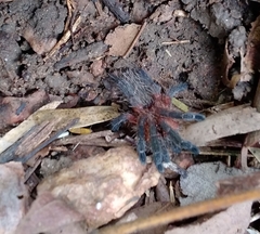 Dolichothele rufoniger