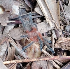 Dolichothele rufoniger