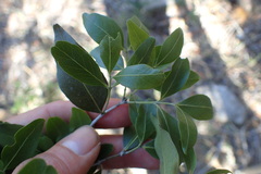 Pleurostylia capensis