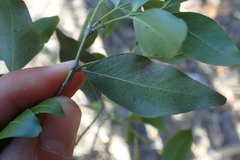 Pleurostylia capensis