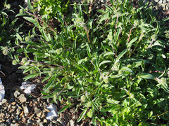 Phacelia leptosepala