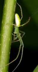 Tetragnatha tantalus