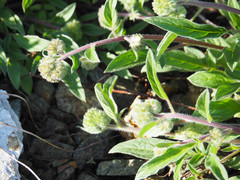 Phacelia leptosepala