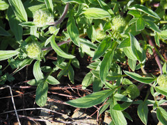 Phacelia leptosepala