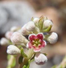Phylica axillaris axillaris