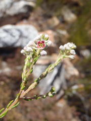 Phylica axillaris axillaris