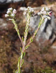 Phylica axillaris axillaris