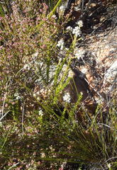 Phylica axillaris axillaris