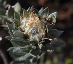 Xiphotheca fruticosa