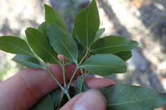 Pleurostylia capensis