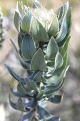 Xiphotheca fruticosa