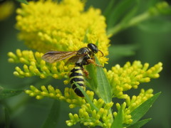 Myzinum quinquecinctum