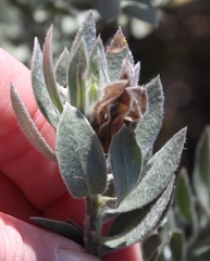 Xiphotheca fruticosa