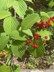 Viburnum wrightii