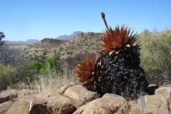 Aloe broomii