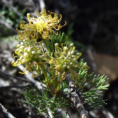 Serruria balanocephala