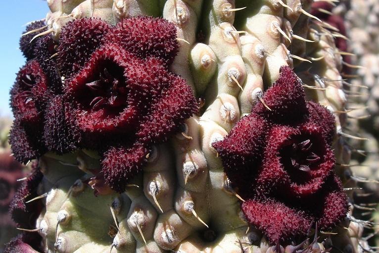 Hoodia pilifera