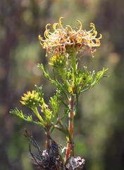Serruria balanocephala
