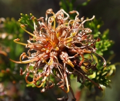 Serruria balanocephala