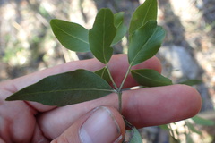 Pleurostylia capensis