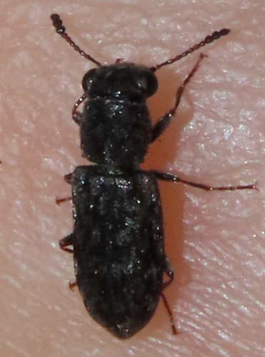 Genus Elacatis · iNaturalist