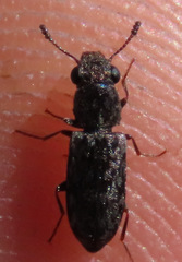 Elacatis umbrosus