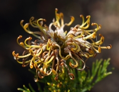 Serruria balanocephala