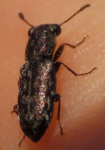 Elacatis umbrosus · iNaturalist