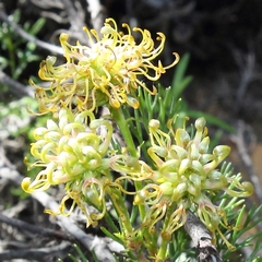 Serruria balanocephala