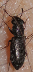 Elacatis umbrosus