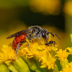 Macroglenes