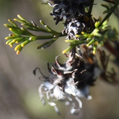 Serruria balanocephala