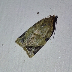 Neocalyptis affinisana